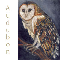 Barn Owl